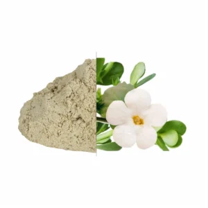 Brahmi Powder exporter